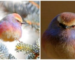 Meet the white-browed tit-warbler, the bird with a beautiful rainbow coloring