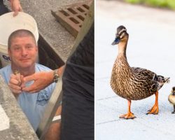 Firefighters rescue trapped ducklings from a storm drain and reunite them with their mom