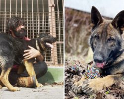American dog trainer flies to Ukraine to evacuate 35 Germany Shepherds to safety