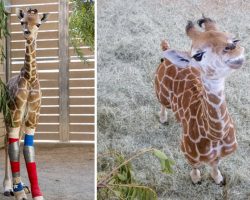 Three-month-old giraffe calf gets a new lease on life after receiving custom braces to fix legs