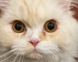 Volunteer flies cat from Ukraine to US to reunite him with owner