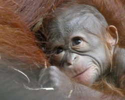 Zoo celebrates birth of critically endangered orangutan on Mother’s Day weekend