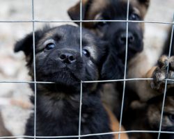 Dallas passes ban on pet stores selling cats and dogs, aimed at ending puppy mills