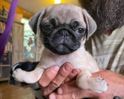 Pug puppy born with rare upside-down paws now on the road to recovery at sanctuary