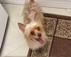 Heroic Yorkie dies after protecting owner from venomous rattlesnake