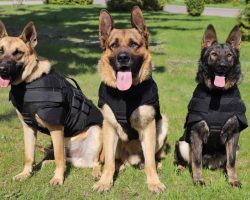 US sends protective body armor to heroic Ukrainian patrol dogs