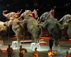 Ringling Bros. Circus announces comeback, but won’t use animals in its shows