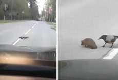 Traffic Slows To Allow Kind Crow Helping A Lost Hedgehog Cross The Street