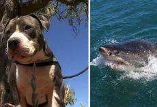 Man’s Life Is Saved When His Pit Bull Puppy Fights Off Attacking Shark
