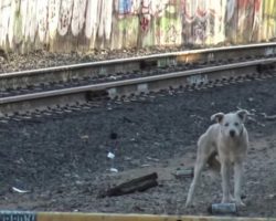 Homeless Blue-Eyed Husky Rescued From The Tracks Of A Ghost Town