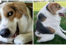 Dog Born With No Neck Still The ‘Happiest Dog Alive’