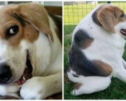 Dog Born With No Neck Still The ‘Happiest Dog Alive’