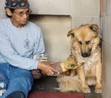 Terrified dog had never felt the touch of a kind hand