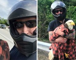 Motorcyclist finds badly injured bald eagle on highway and knows just what to do