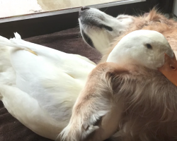 Leave It To A Golden Retriever To Become Best Friends With A Duck