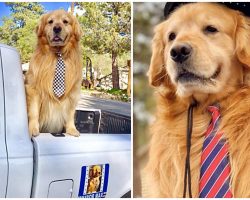 California Town Had A Golden Retriever As Their Mayor For 8 Years