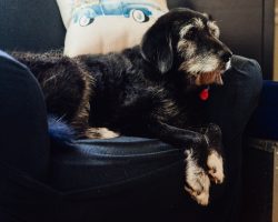 Life with Senior Dogs: Highs, Lows, and the In-between