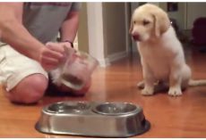 Labrador Pup Won’t Eat Without Their Prayer Routine