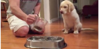 Labrador Pup Won’t Eat Without Their Prayer Routine