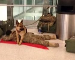 Exhausted Soldier Is Protected By A Loyal Dog At The Airport