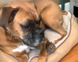 Dog Takes In Injured Bird After A Storm, Becomes Its Surrogate Mother
