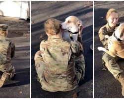 Dog Recognize His Military Mom After He Gets A Whiff Of Her Scent