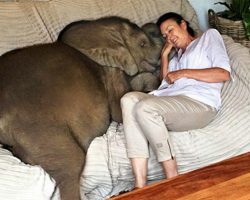 Woman rescues baby elephant – now he follows her everywhere