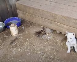 A Large Scale Neglect Situation Turned Up A Couple Of Snow-White Puppies