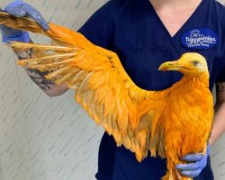 Vets learn rescued ‘exotic’ bird is actually a seagull covered in curry