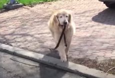 Senior Dog Grabs Leash Every Day To Visit His Elderly Neighbor