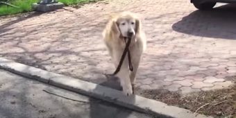 Senior Dog Grabs Leash Every Day To Visit His Elderly Neighbor