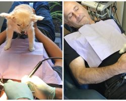 13-Year-Old Toothless Chihuahua Becomes Comfort Dog To Scared Dental Patients