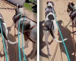 Dog And Horse With The Same Markings Do Everything Together & Confuse Everyone