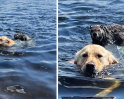 Woodchuck Hops On Golden Retriever’s Back For A Ride Back To Shore