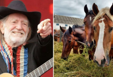 Willie Nelson Lets 70 Horses Roam Freely At His Texas Ranch After Rescuing Them From Slaughterhouse