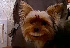 Yorkie Steals Dad’s Fake Teeth and Struts Around With Toothy Grin