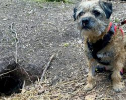 Dog Survives In A Badger Hole For 12 Days