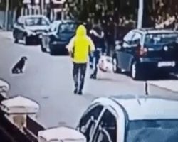 Dog to the Rescue: Stray Dog Saves Woman from Getting Robbed