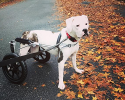 Paralyzed Dog Reacts To Her New Wheelchair