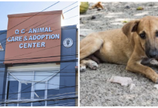 Stray Dogs Are Trained As Service Animals in Quezon City, Philippines