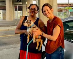 Actress Hilary Swank Reunites Woman With Her Lost Dog