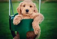 Sheriff’s Office Introduces Therapy Dog To Their Team