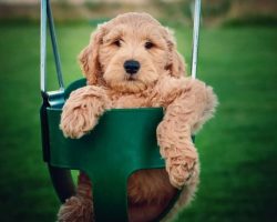 Sheriff’s Office Introduces Therapy Dog To Their Team