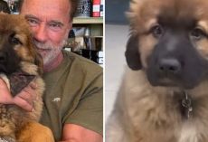 Arnold Schwarzenegger Proudly Introduces His New Dog Named “Schnitzel”