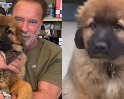 Arnold Schwarzenegger Proudly Introduces His New Dog Named “Schnitzel”
