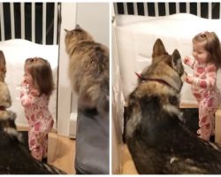 Clever Dog & Cat Duo Teach Little Girl “Go To Bed” So They Can Tuck Her In