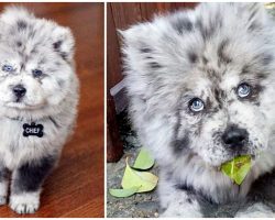 Chow Chow Who Looks Like Cookies & Cream Ice Cream Has Won Over Everyone’s Heart