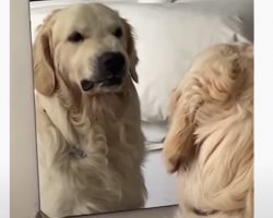 Golden Retriever Practices His Mean Face In The Mirror