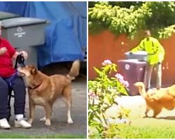 Dog Jumps Into Action When His Old Owner Falls & Can’t Get Up