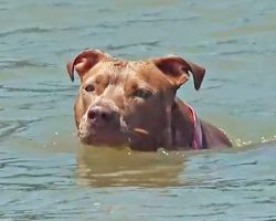 Texas Dog Swims Several Miles To Reunite With Owners After Falling From A Boat